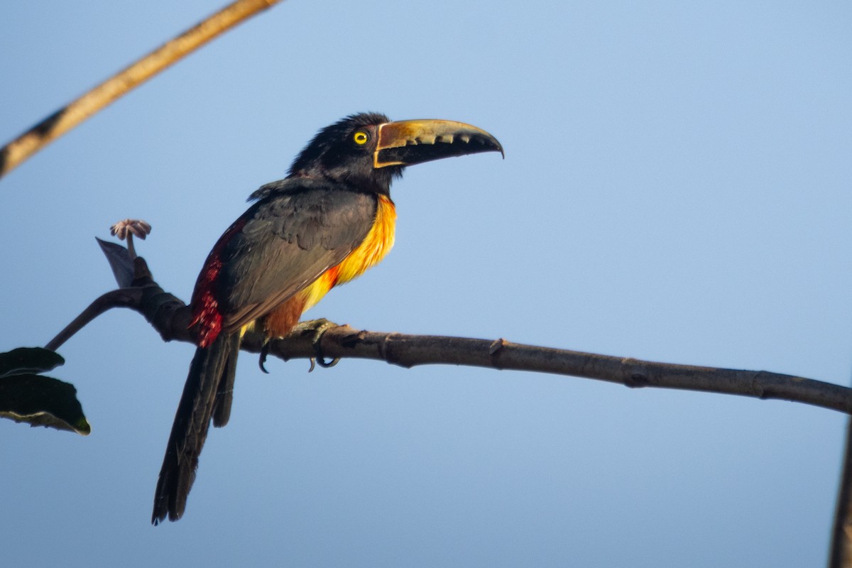 Collared Aracari - ML633540518