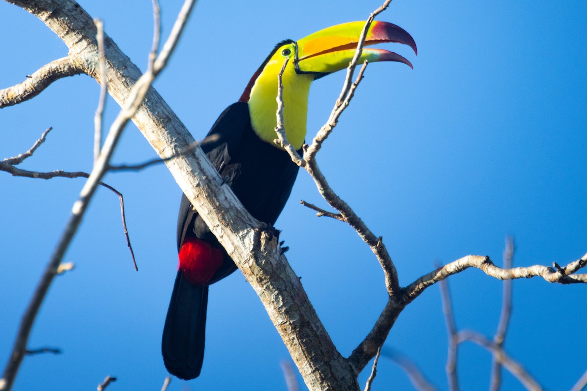 Keel-billed Toucan - ML633540524