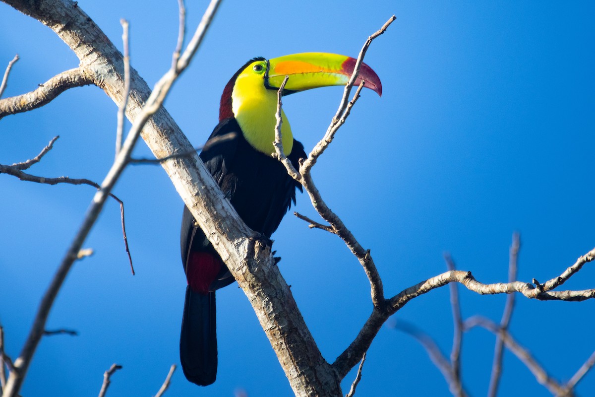 Keel-billed Toucan - ML633540525