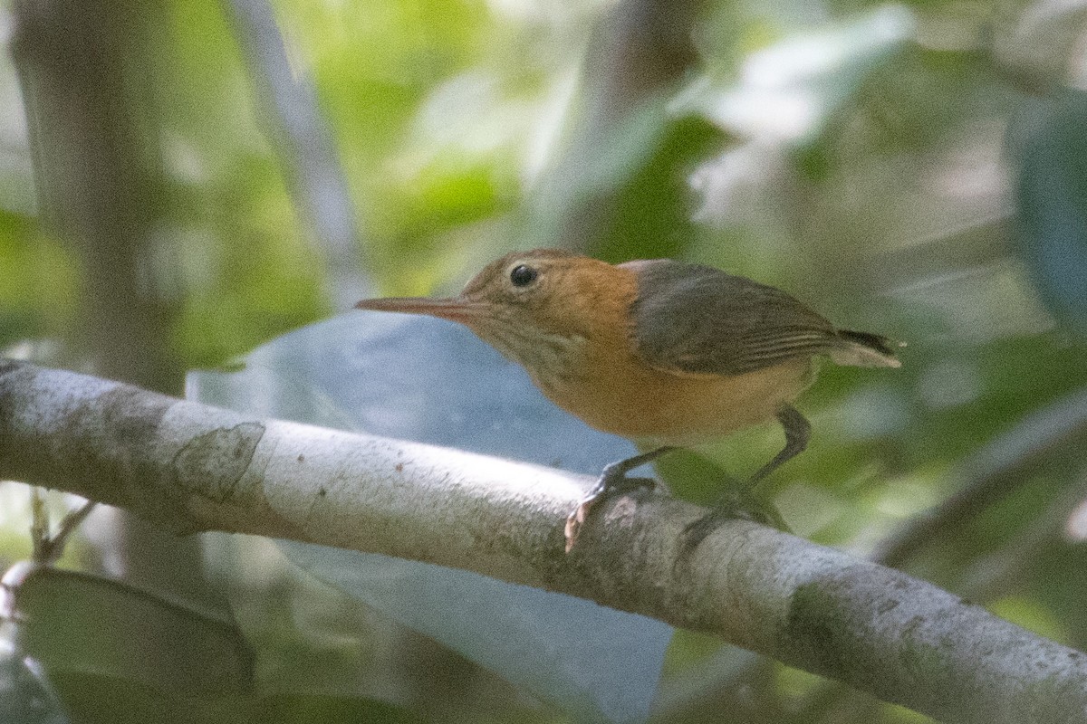 Long-billed Gnatwren - ML633540530