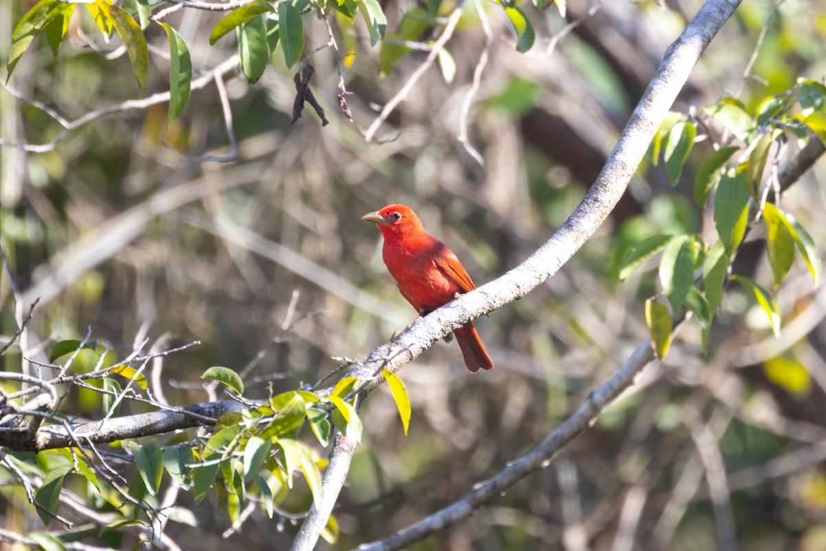 Summer Tanager - ML633540553