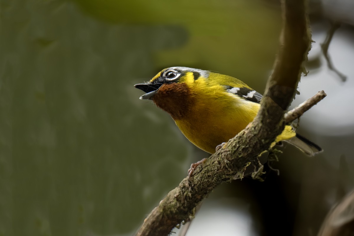 Black-eared Shrike-Babbler - ML633540644