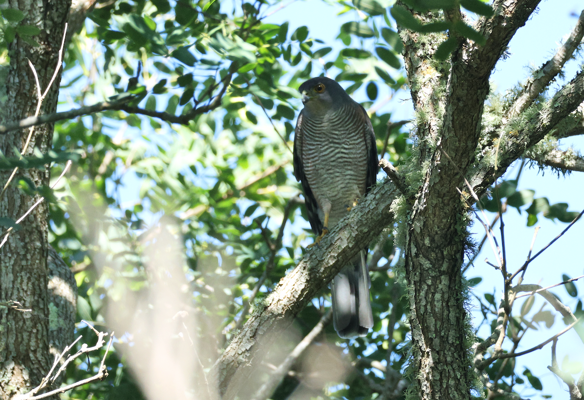 African Goshawk (Southern) - ML633540696