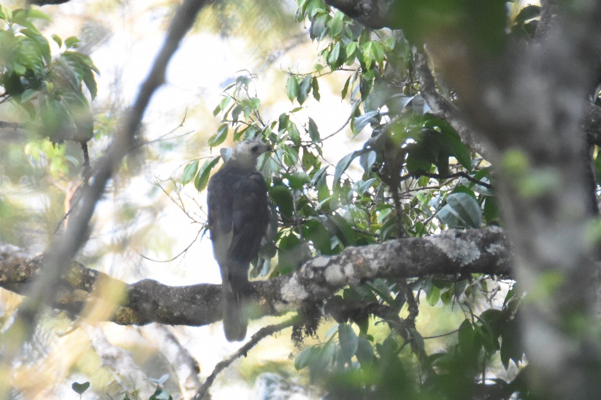 African Goshawk - ML633540725