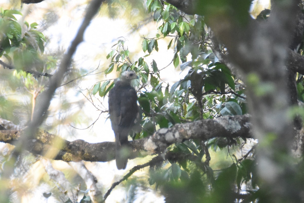 African Goshawk - ML633540726