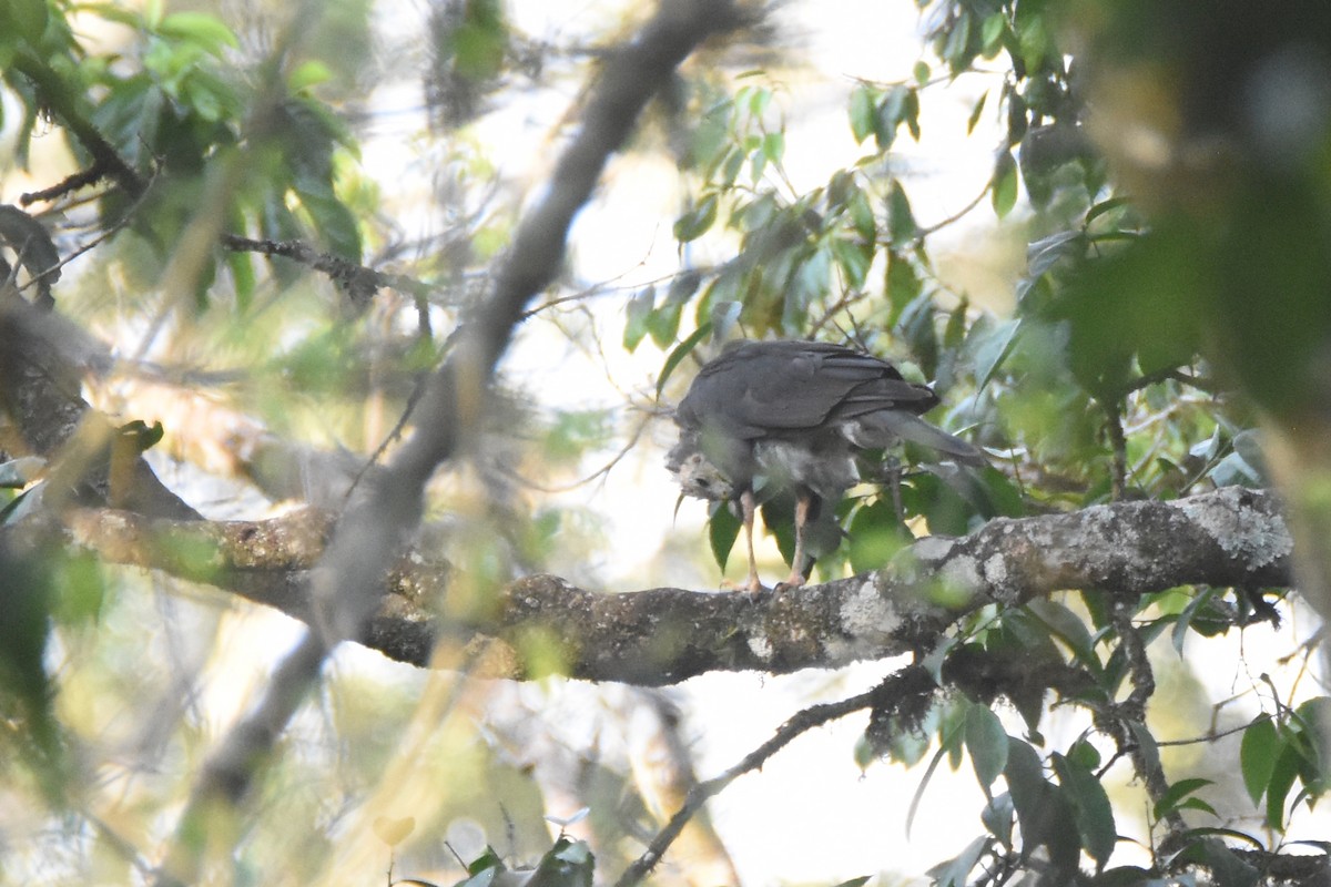 African Goshawk - ML633540727