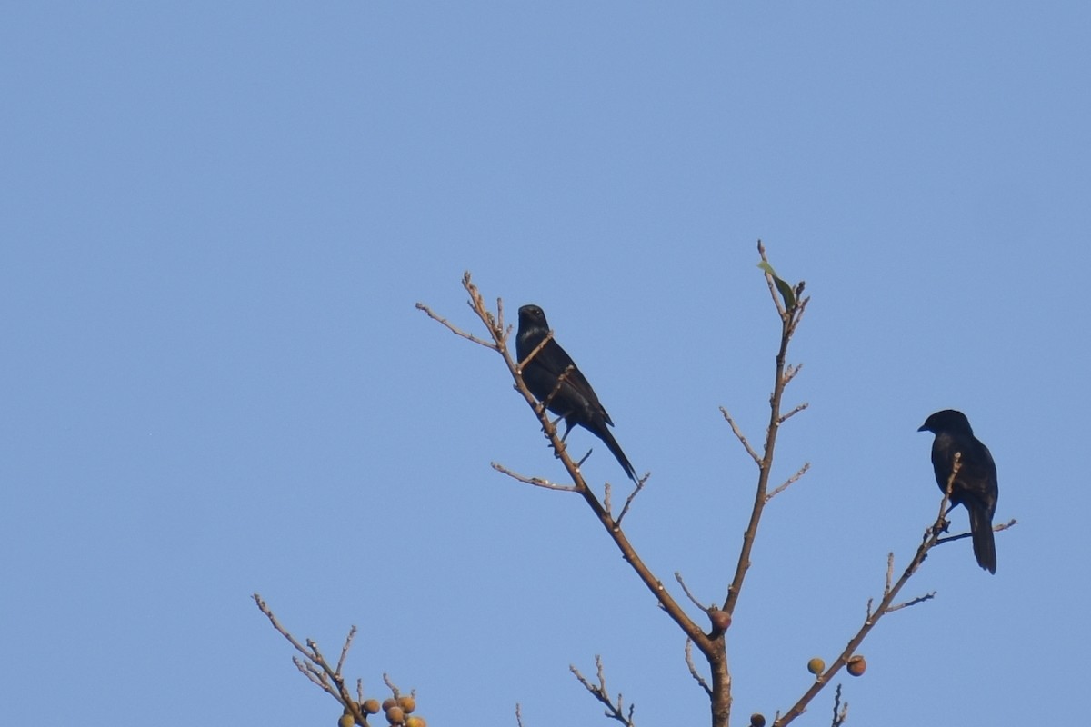 Stuhlmann's Starling - ML633540739