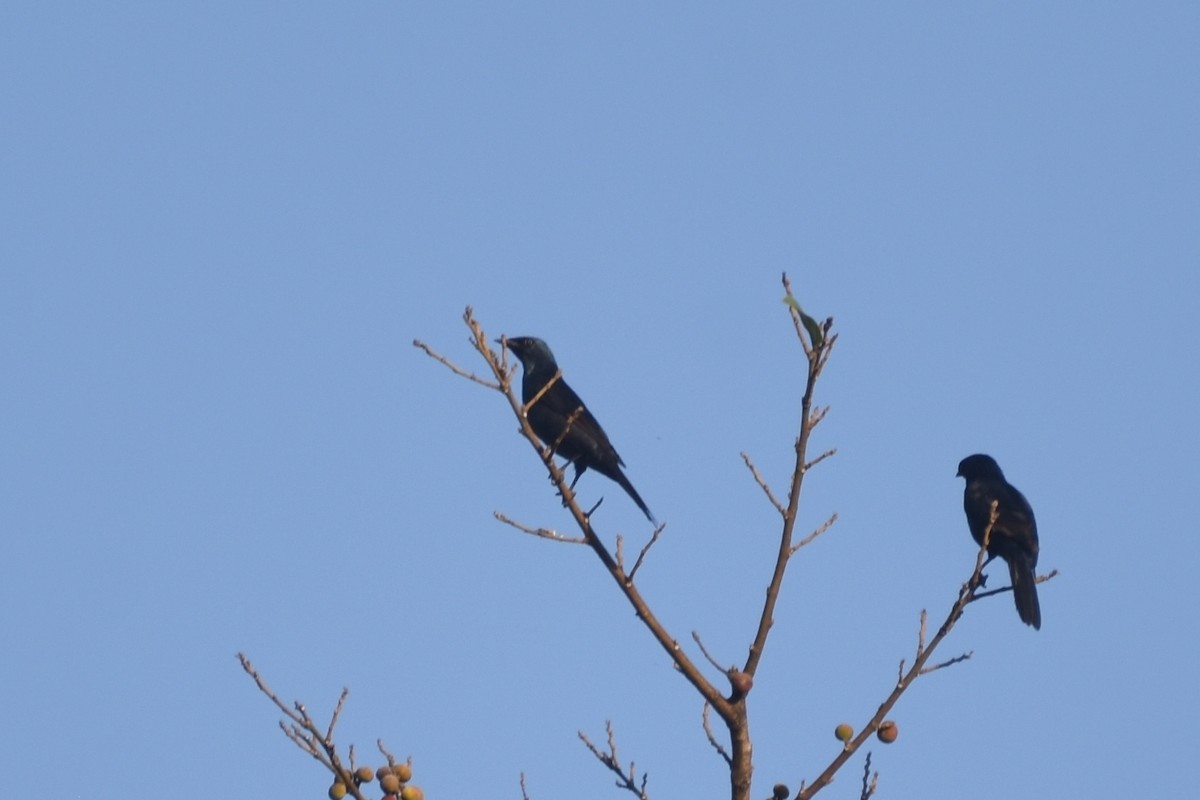 Stuhlmann's Starling - ML633540740