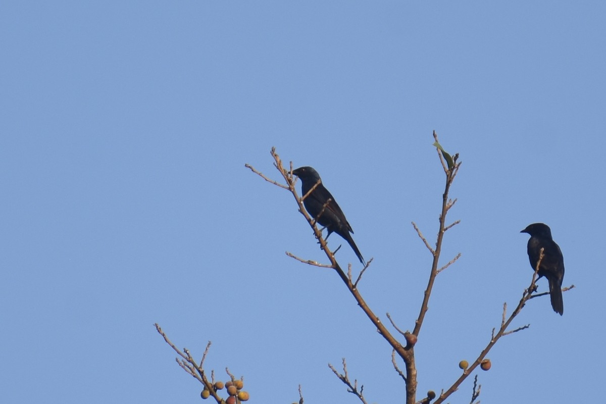 Stuhlmann's Starling - ML633540741