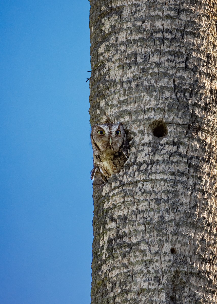 Eastern Screech-Owl - ML633540831
