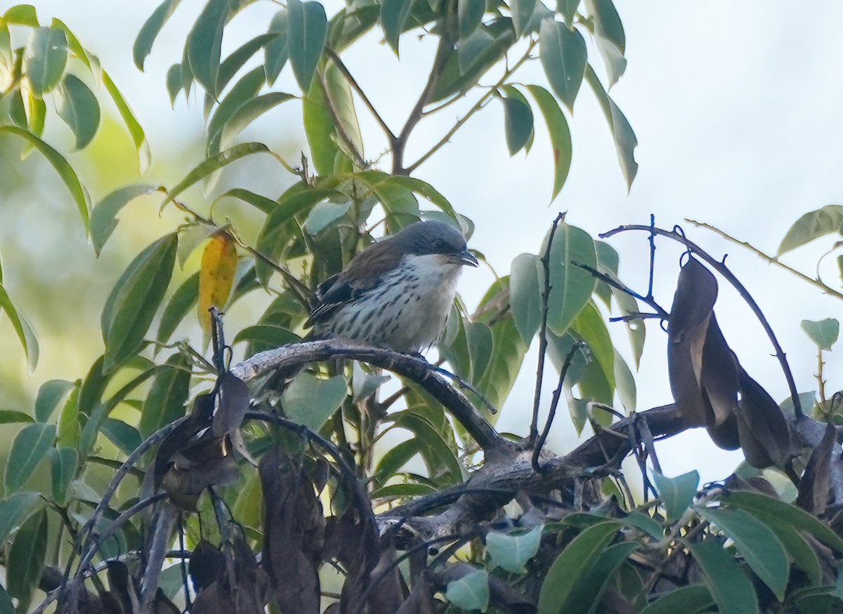Crocias du Langbian - ML633540852