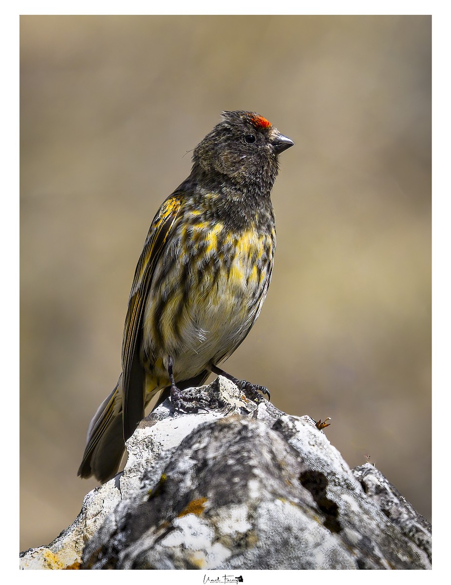 Fire-fronted Serin - ML633540854