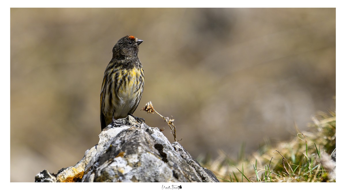 Fire-fronted Serin - ML633540855