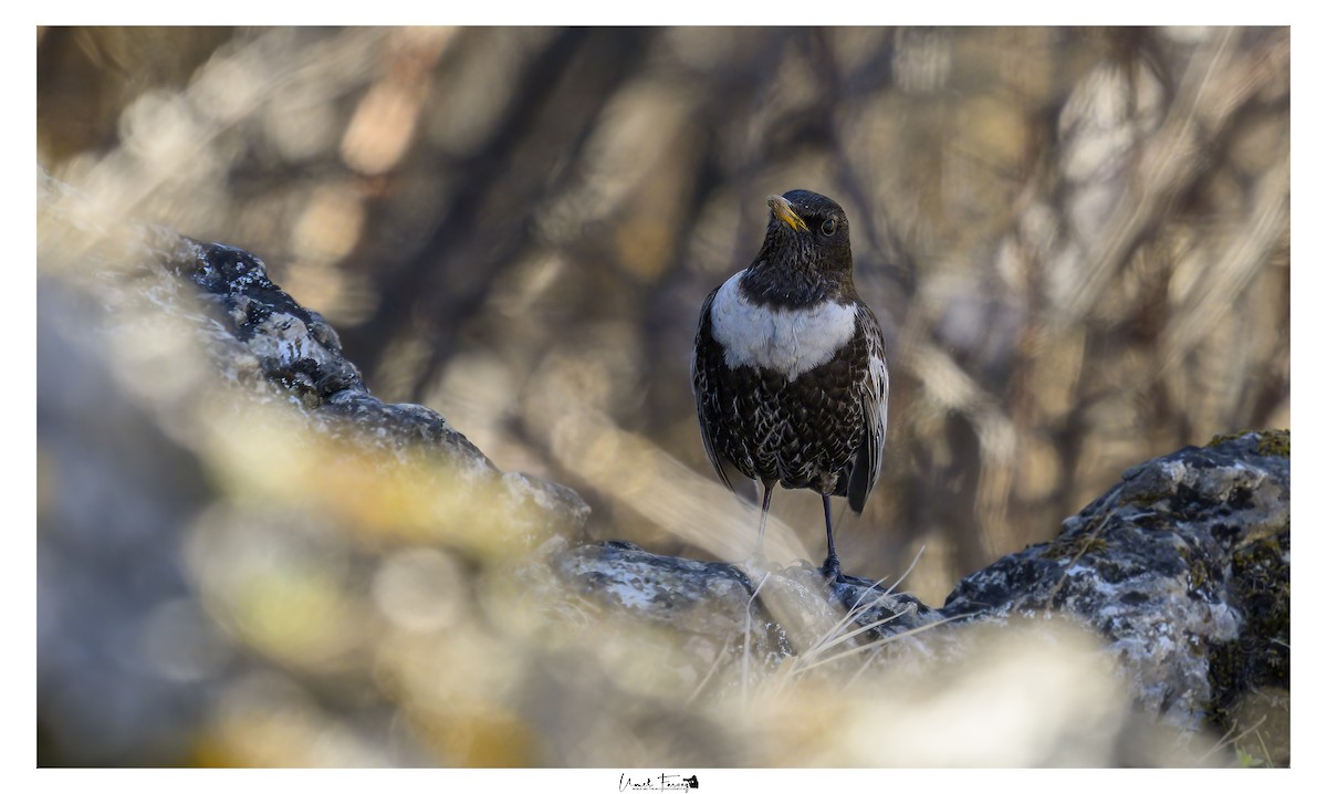 Ring Ouzel (Caucasian) - ML633540857