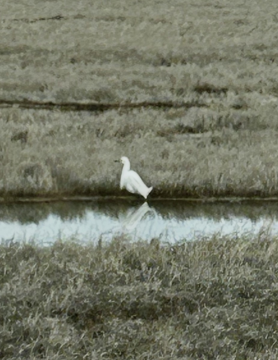 Snowy Egret - ML633540860