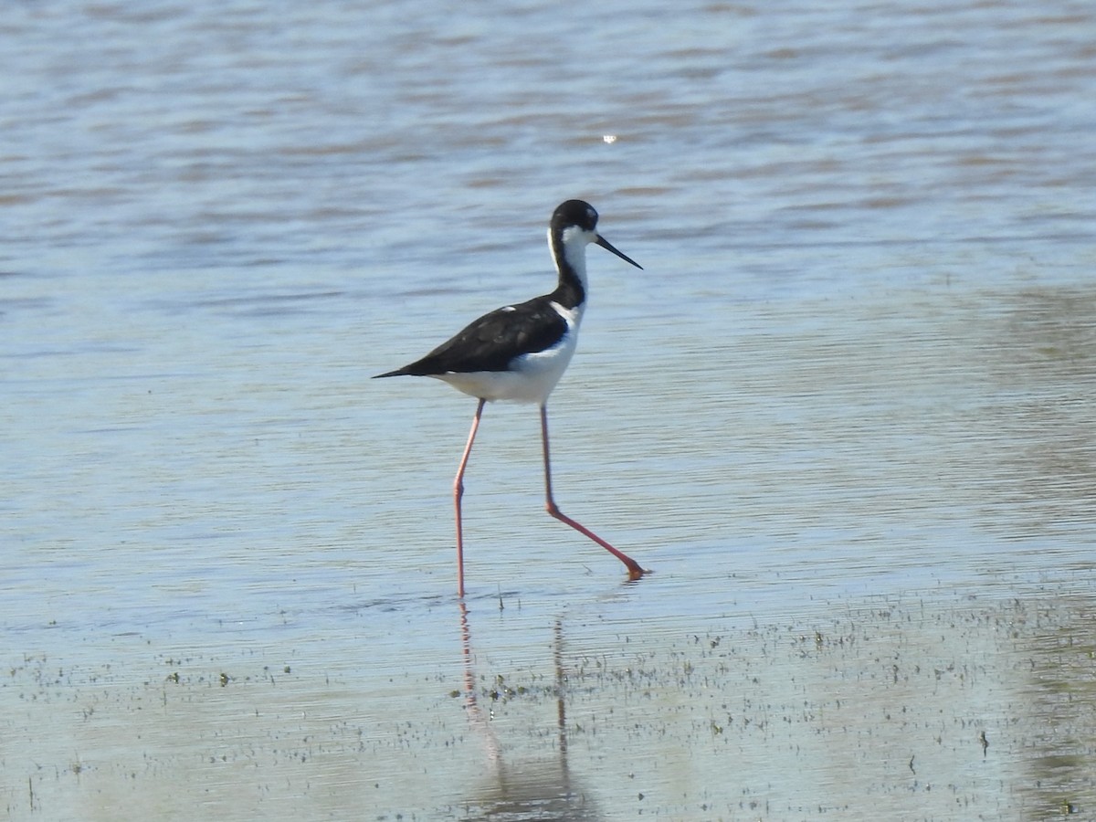 Black-necked Stilt - ML633540918
