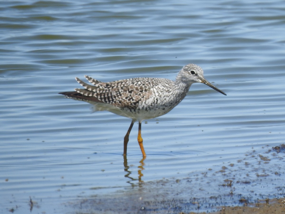 Greater Yellowlegs - ML633540929