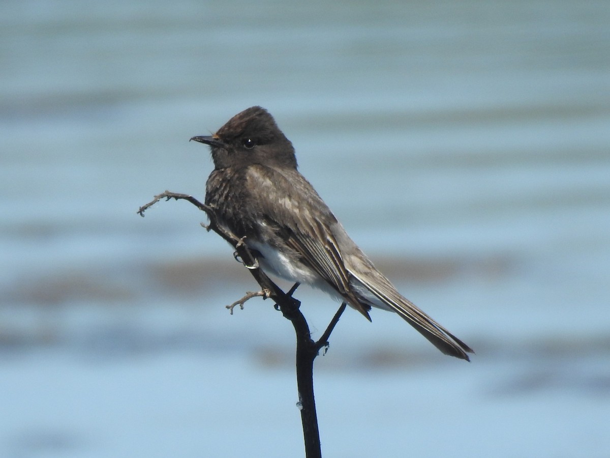 Black Phoebe - ML633540944