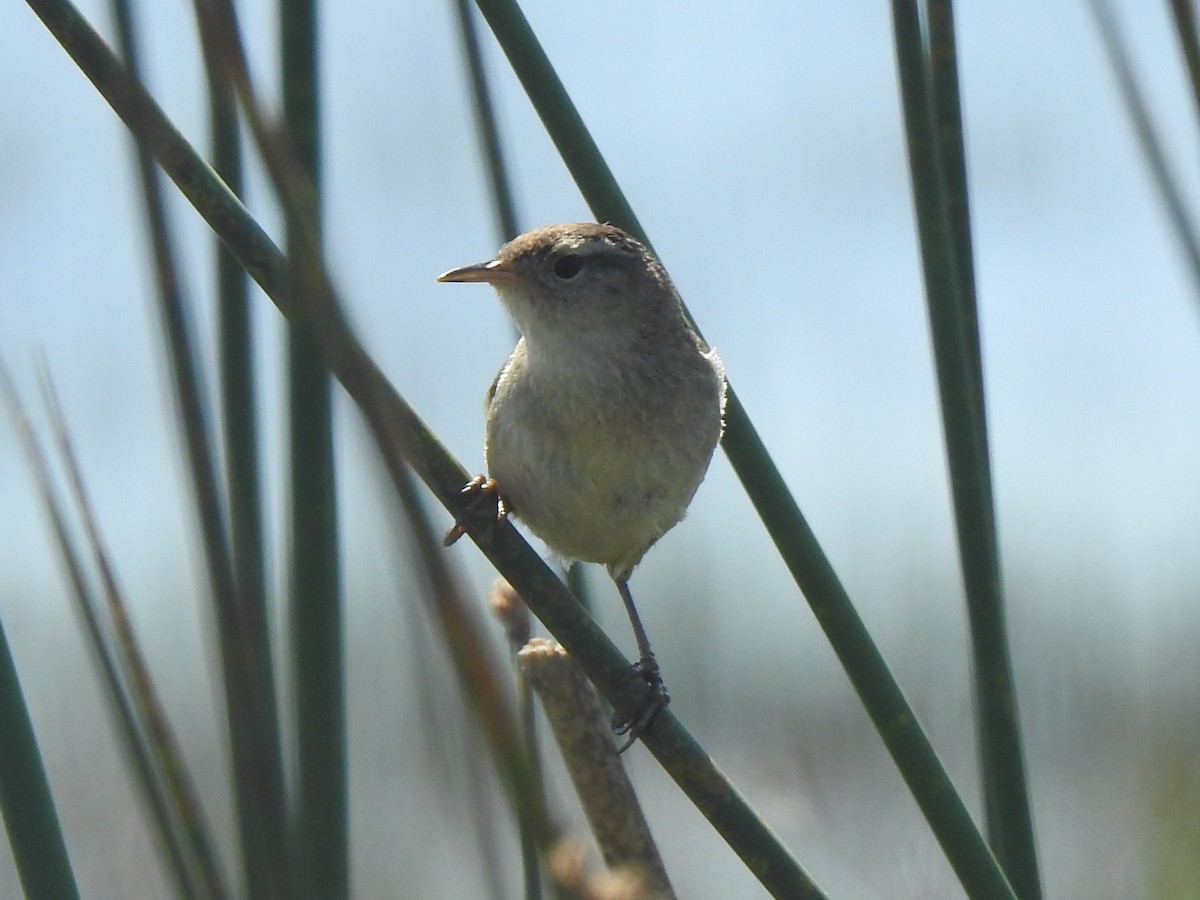 Marsh Wren - ML633540951