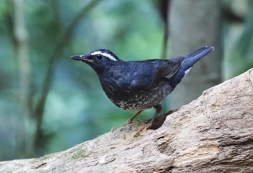 Siberian Thrush - ML633540963