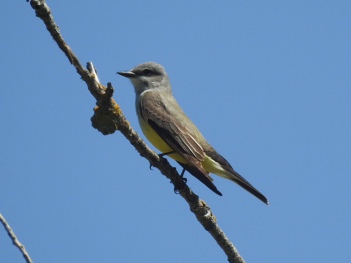 Western Kingbird - ML633540970