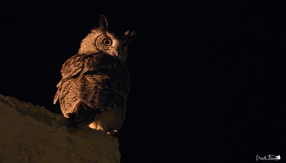 Arabian Eagle-Owl - ML633541016
