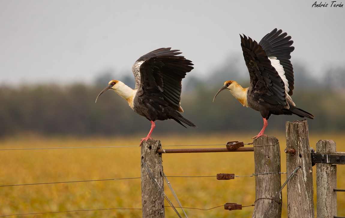 Buff-necked Ibis - ML633541047