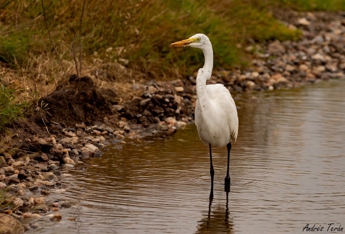 Great Egret - ML633541052