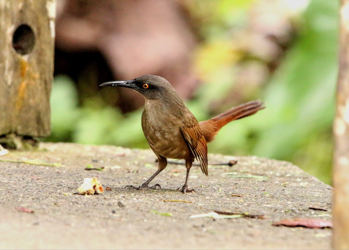 Brown Trembler - ML633541092