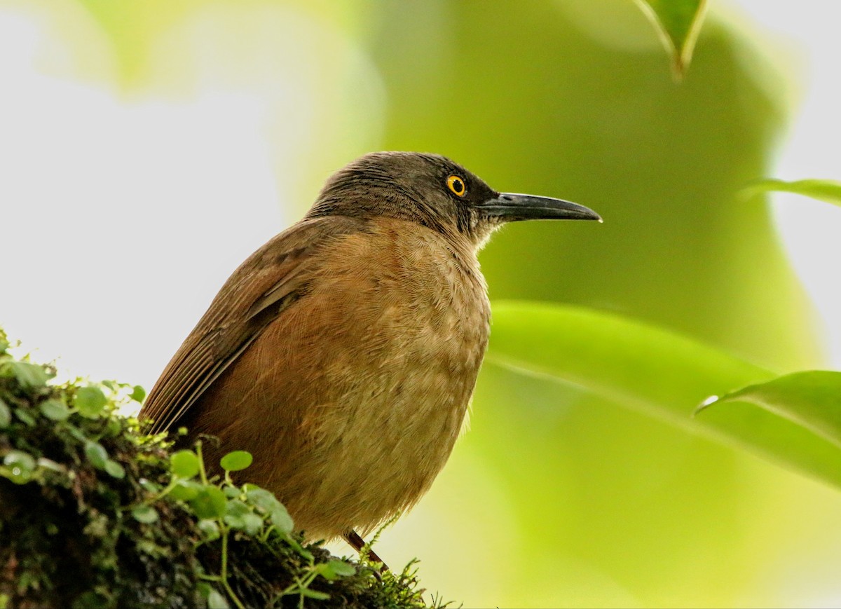 Brown Trembler - ML633541093