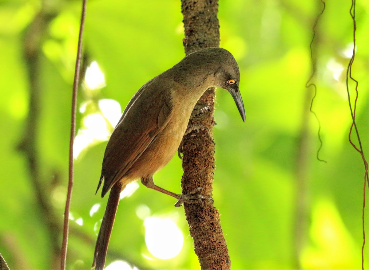 Brown Trembler - ML633541094
