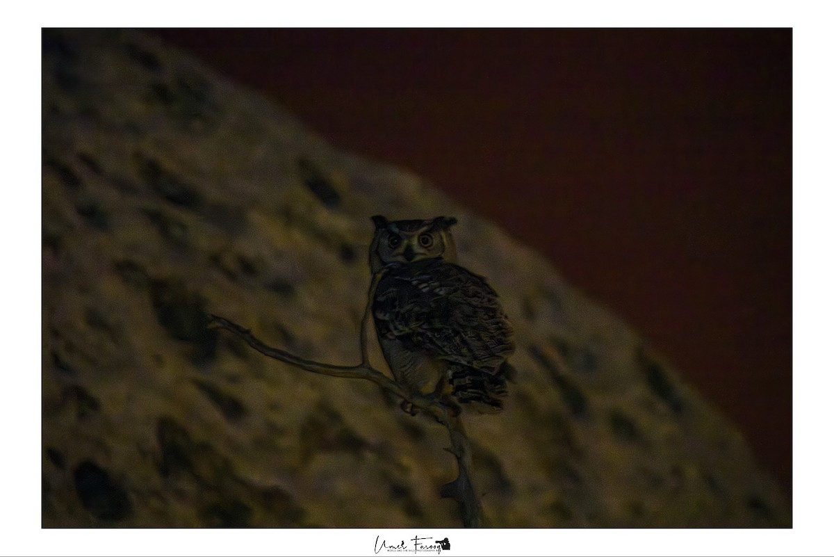 Arabian Eagle-Owl - ML633541105