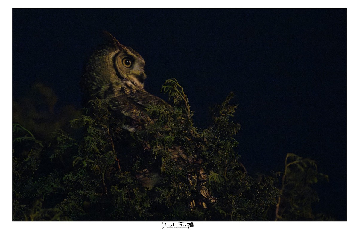 Arabian Eagle-Owl - ML633541106