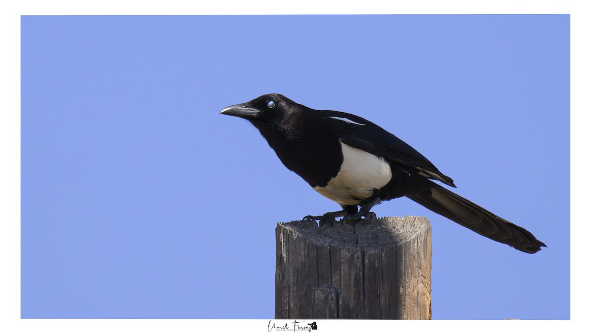 straka asirská - ML633541451