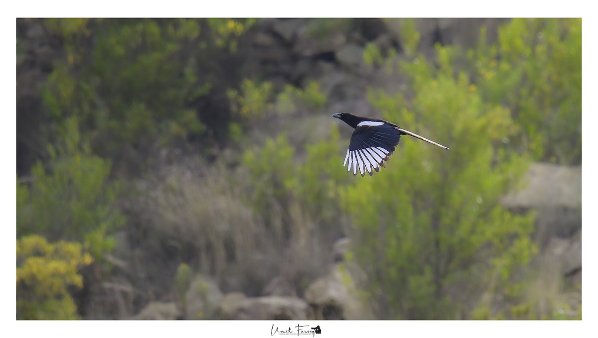 straka asirská - ML633541452