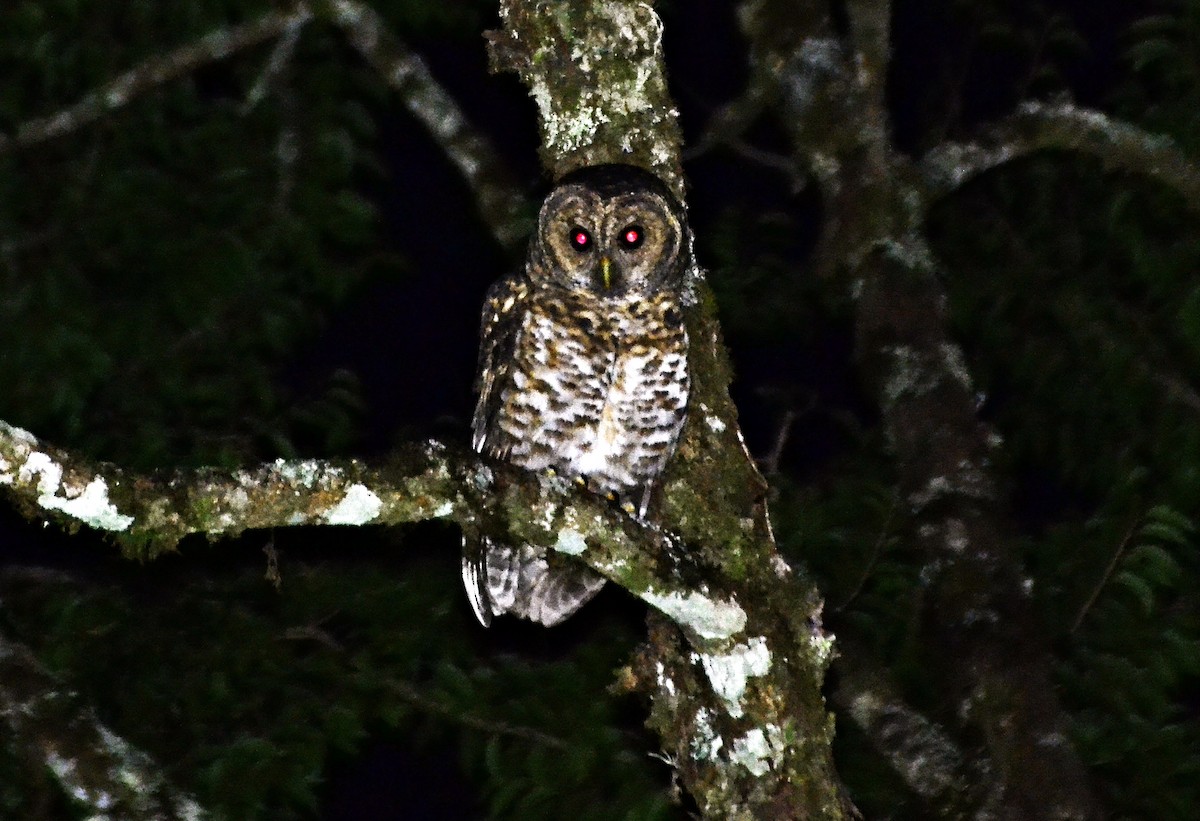 paranáugle - ML633541898