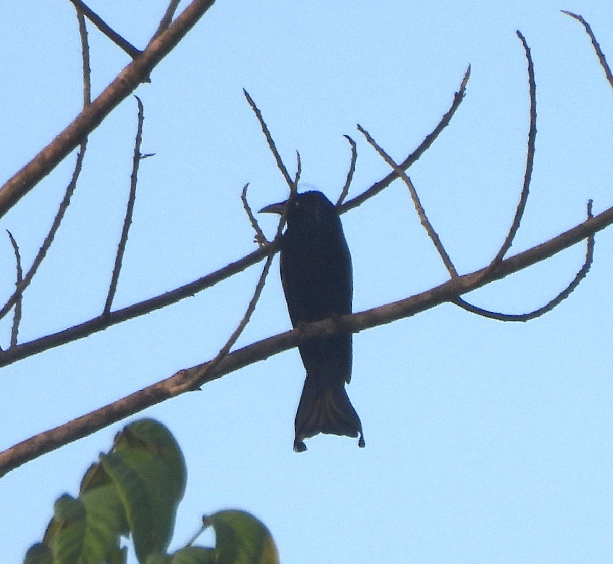 Hair-crested Drongo (Hair-crested) - ML633541902
