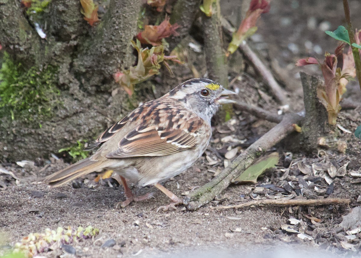 White-throated Sparrow - ML633542262