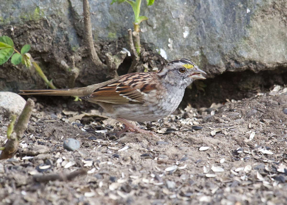 White-throated Sparrow - ML633542277