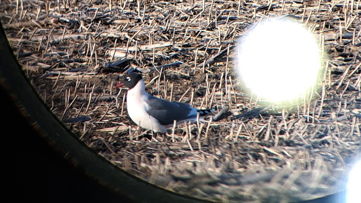 Präriemöwe - ML633542356