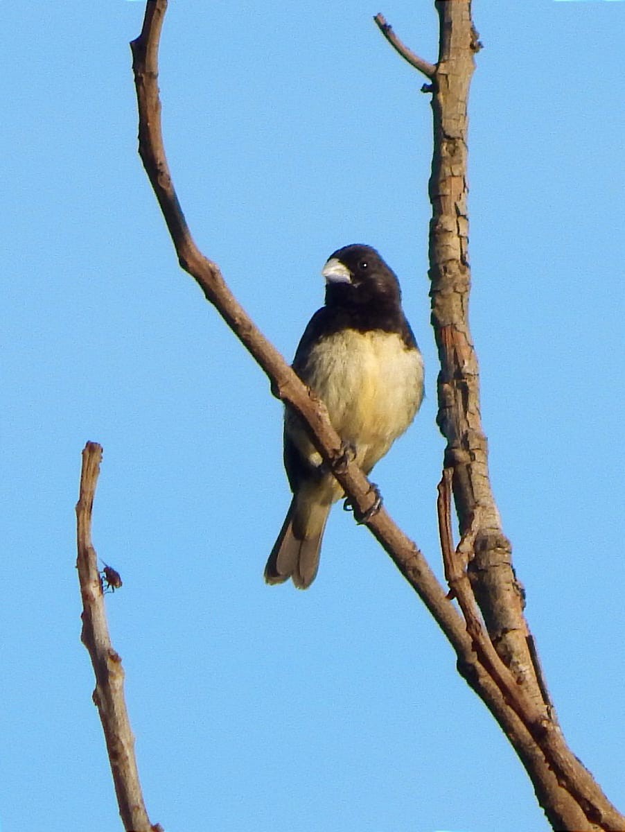 Yellow-bellied Seedeater - ML633542426