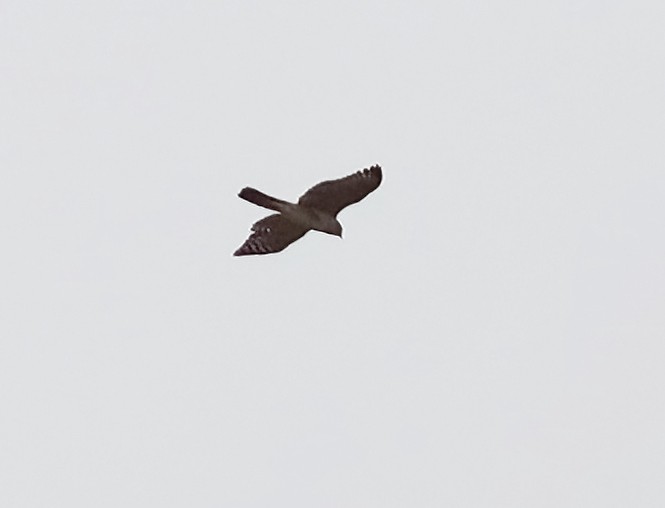 African Goshawk - ML633542462