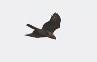 African Goshawk - ML633542463