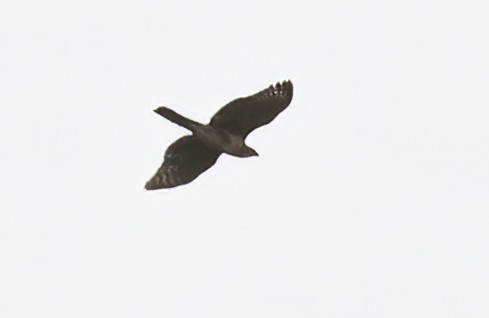 African Goshawk - ML633542464
