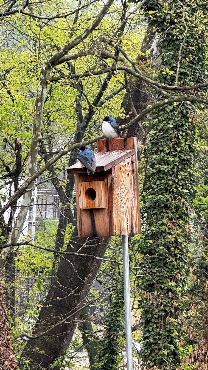 vlaštovka stromová - ML633542676