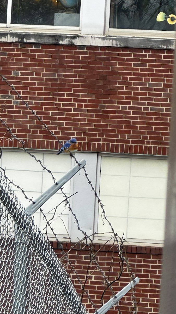 salašník modrý - ML633542678