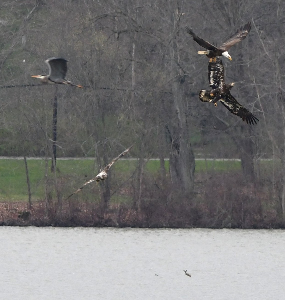 Bald Eagle - ML633542699
