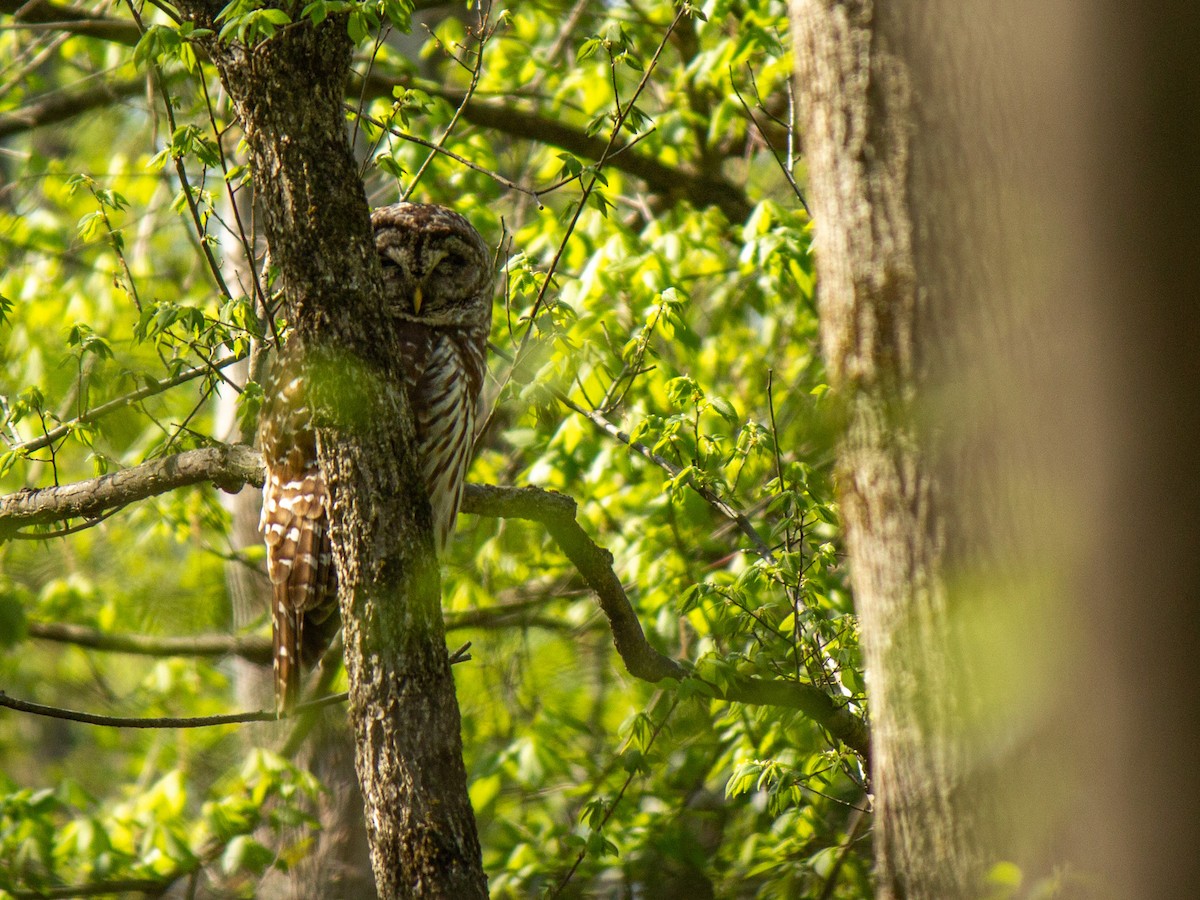 Barred Owl - ML633542930