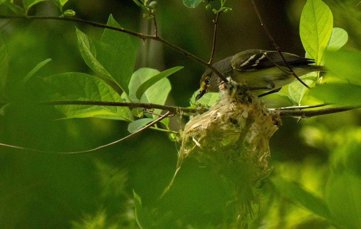 White-eyed Vireo - ML633542939