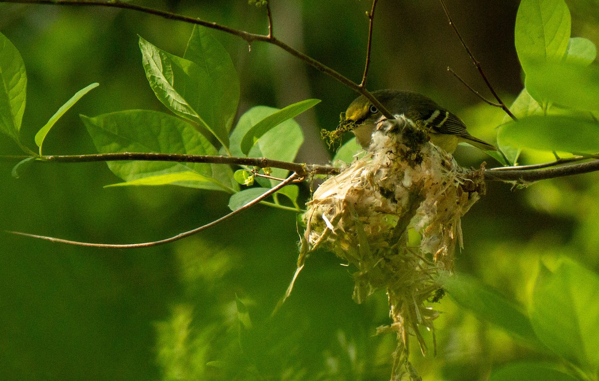 White-eyed Vireo - ML633542940